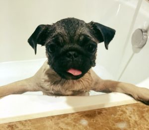 Bath time with my little dog Florence